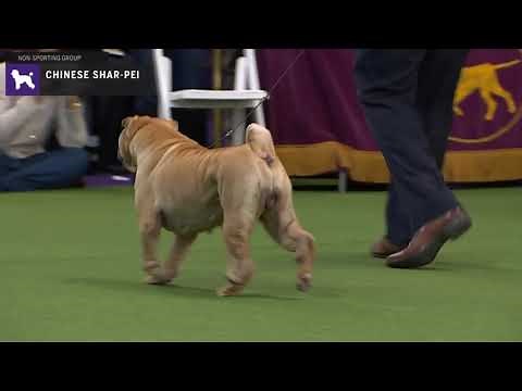 Chinese SharPei | Breed Judging 2020