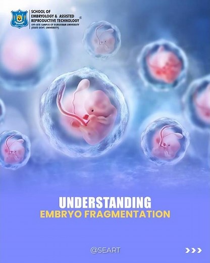 What Is Embryo Fragmentation in IVF? | Clinical Embryology Explained | SEART