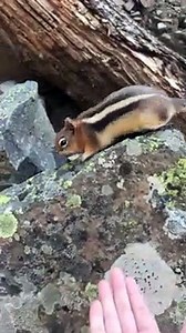 Wild Chipmunk Eats Food From Hand