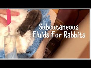 Injecting Subcutaneous Fluids In Rabbits