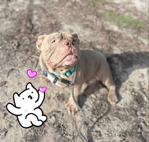 Well, we're all hopelessly in love with Bronco. Low rider full of perfectly placed wrinkles and a nose worthy of booping. Bronco does nothing quickly so if you're looking for a mellow mushy love muffin, you've found him. #polkcountybullyproject #TheBullyProject Doggie Day Out: https://www.signupgenius.com/go/10C0C4DABAE2EA0F8C70-dogs#/ | Polk County Bully Project