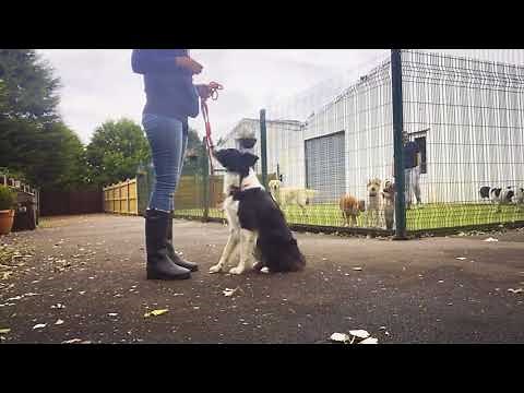 Dog Training a Reactive Border Collie