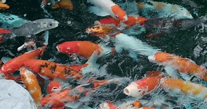 Colorful Fancy Carps Koi Fishes Swimming Stock Footage Video (100% Royalty-free) 3651192867 | Shutterstock