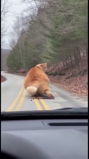 GIANT Cat Takes a DUMP in Front of Car… BLOCKING THE ROAD! 😂🐱💩