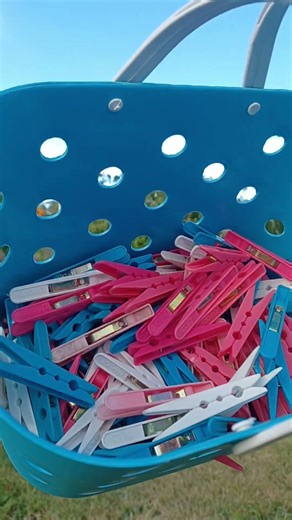 Putting bird netting on raspberries.