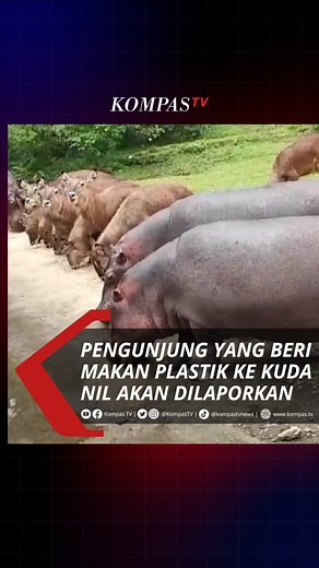3.8K views · 70 reactions | Seorang pengunjung Taman Safari Cisarua Bogor, Jawa Barat kedapatan melemparkan plastik ke mulut kudanil. Atas kejadian ini, pihak Taman Safari telah melaporkan nomor pelat kendaraan pelaku ke polisi. Simak berita lainnya di kompas.tv #VODKompasTV | Kompas TV | Facebook
