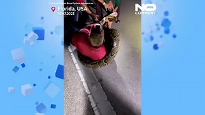 Fast 60 Kilo schwer und knapp 6 Meter lang: Riesenschlange in Florida gefangen