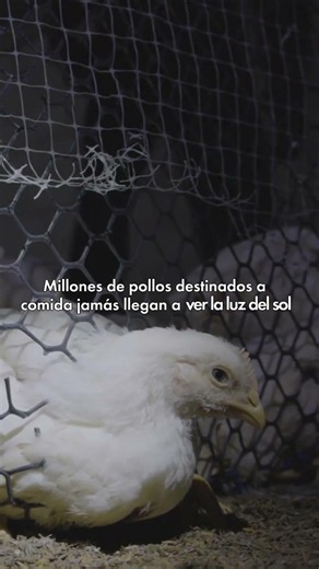 Los pollos son uno de los animales más maltratados del planeta.