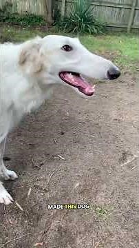 The Borzoi, a friendly and affectionate dog. #borzoi #borzoidog #dogs #funnydogs #funnypets