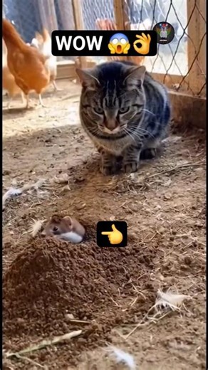 Rat Vs Cat Funny Fight Scene | Village Short Funny video #shorts #funny #tepukkartu #funnycute #fun