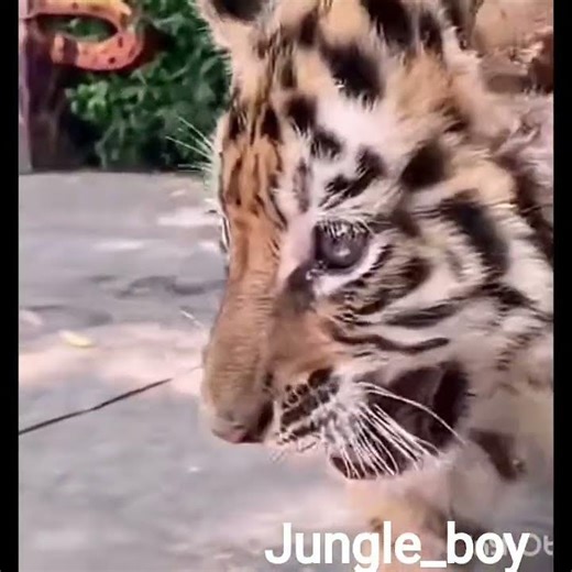 small vs big cats roar 💀