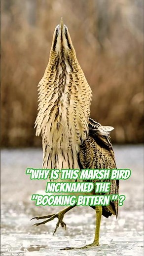 Why Is This Marsh Bird Nicknamed the “Booming Bittern”?#fypシ゚viral #bittern#birds#animalshorts