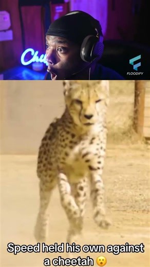 Speed Vs Cheetah