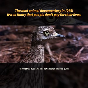 The best animal documentary in 1974, it’s so funny that people don’t pay for their lives! #documentary #animalslover #wildanimals | Amazing World | Facebook