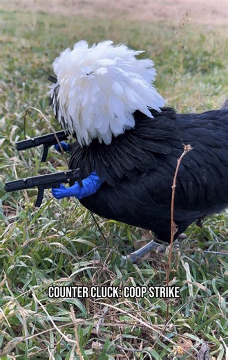Counter Cluck: Coop Strike With some reHENforcements, we are safe now 🔫🐓. #chickensoftiktok #backyardchickens #chickens #gamers #counterstrike