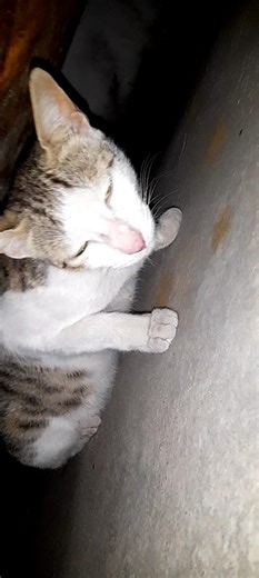 #cat dpra the explora