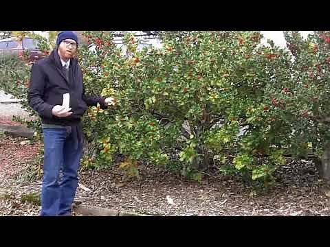 English holly (Ilex aquifolium) - Plant Identification