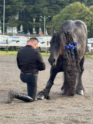 Spettacoli equestri e vendita cavalli frisoni: addestramento e contatti