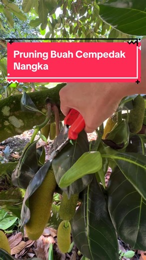 Pruning Cempedak & Nangka for Better Fruit
