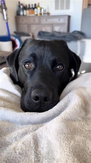 Introducing Crouton cheese eyes! #dogsofinstagram | Kasey and Crouton