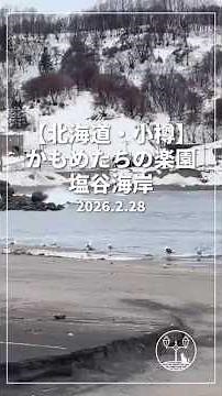 【北海道・小樽】カモメたちの楽園｜塩谷海岸の静かな朝と波の音 Seagull Paradise at Shioya Beach (No Talking)