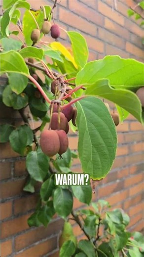 Kiwibeeren auf Stock setzen, komplett herunterschneiden, ob das funktioniert? #garten #gartentipps