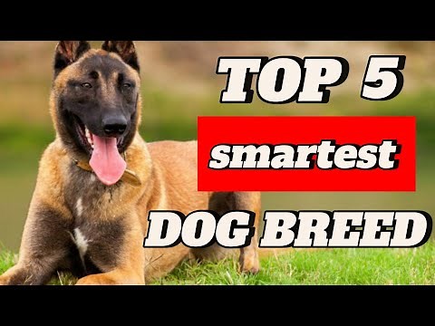 Showcasing the 5 SMARTEST DOG 🐕 BREEDS in the World (You Won’t Believe #1!)
