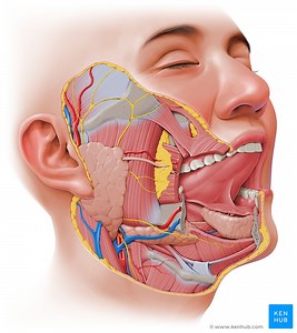 Head and neck anatomy