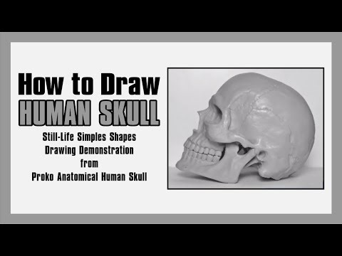How to Draw -- How to Make a Simplified "Still-Life" Drawing of a Proko Anatomical Human Skull