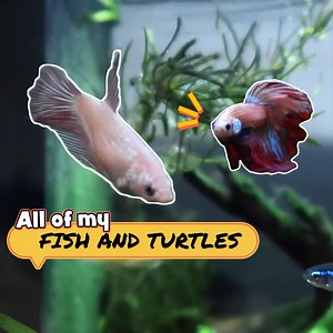 240K views · 2.9K reactions | My Fish & Turtles Are So CUTE! Come & See  | Paul Cuffaro | Facebook