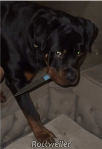 Funny Rottweiler Moments That Will Make You Laugh