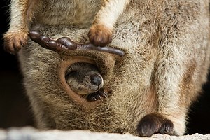 What Does The Inside Of A Kangaroo Pouch Look Like? - Cool Wood Wildlife Park