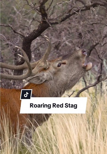 Roaring Red Deer Stag in Its Natural Habitat