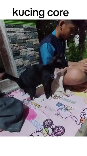 😾: ape lo hahh!?!? #foryou #kucinglucu #catsoftiktok #cat