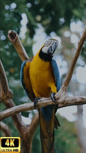 Stunning Blue & Yellow Parrot in 4K 🦜✨ | Macaw Beauty Up Close