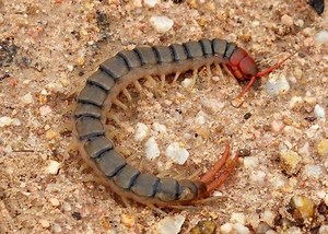 Centipedes "if you aggravate them they will bite"