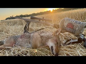 This coyote was ANGRY! Fun Self-Filmed Southern Illinois Coyote Hunt 4K