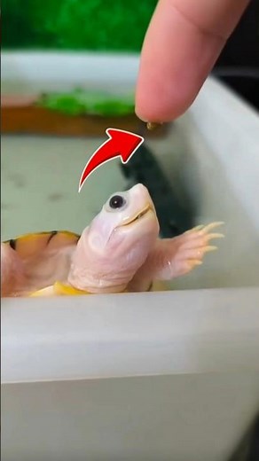 These Tiny Turtles Might Change How You See Life 🐢✨ #littleturtle