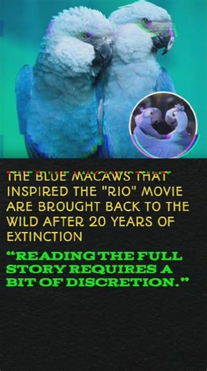 "🦜 ‘Rio’ Birds Make a Comeback — Blue Macaws Return After 20 Years!" #shorts