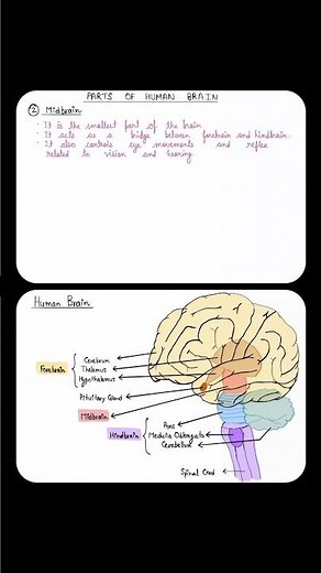 Parts of Midbrain Explained | Structure and Functions of Human Brain | Easy Science Learning