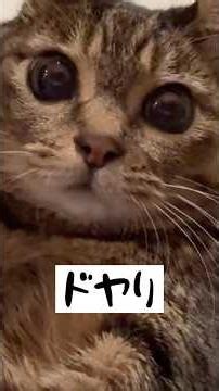 風呂後3日目のにおい #北海道 #猫のいる暮らし #cat #保護猫 #ねこ#ネコ#愛すべきくせえ毛玉