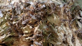 Carpenter Ants Swarm Their Nest in an Old Dead Tree Stump Stock Footage - Video of ants, wildlife: 245754180