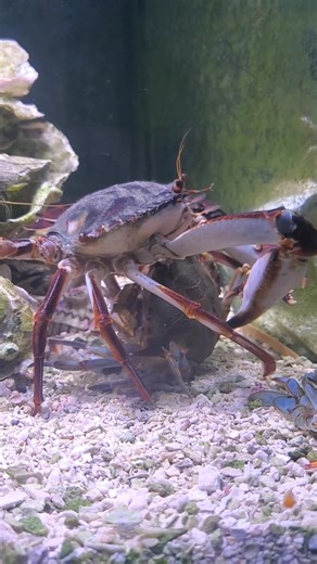 4.4M views · 35K reactions | Callinectes bocourti breeding with callinectes sapidus. Hybrid crab formation. 呂 #crabflorida #seafoodlovers #crab #callinectes #crabbing #florida #seafood #floridawildlife | Crab Florida | Facebook