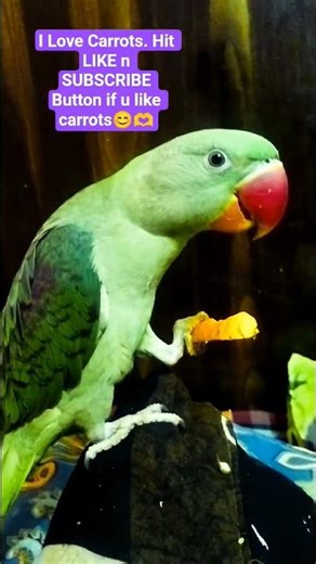 Parrot eating Carrot#BirdHumanFriendship