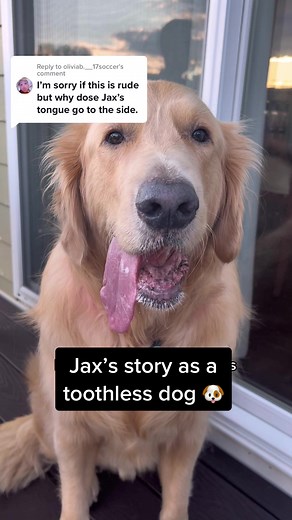 Replying to @oliviab.__17soccer Jax’s story as a toothless dog 🐶 #toothlessdog #dogs #goldenretrieverlife #cutedog