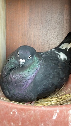 Happiness moment of mama pigeon sitting on her eggs 🪺 #birdlovers #fypシ゚ #followers #adorable #happiness #favorite #momlife #pigeons | My lovely Animals