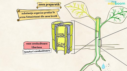 Circulația la plante. Biologie clasa a 6-a
