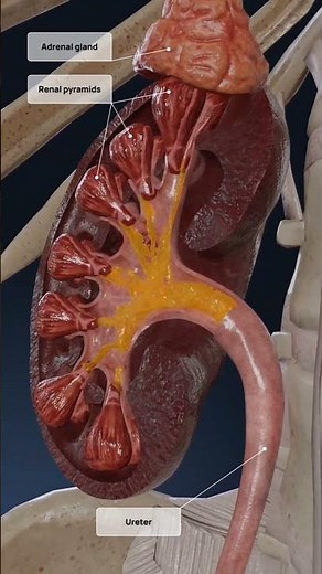 kidneys and adrenal glands 3d animation#anatomy #radiologyofkidneys #adrenelglandanatomy
