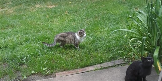 City of Nashville launches Community Cat Program