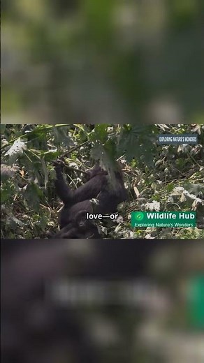 Unveiling_the_Year-Round_Mating_Secrets_of_Mountain_Gorillas (1)